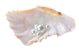 Fototapeta Kuchnia - Pearl seashell isolated on white