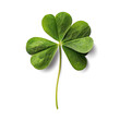 Four-leaf lucky clover isolated on a transparent background 