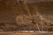 South African or Cape giraffe (Giraffa giraffa) or (Giraffa camelopardalis giraffa) and chacma baboon drinking in dry riverbed. (Papio ursinus). Mashatu. Northern Tuli Game Reserve.  Botswana.