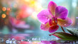 Pink Orchid Flowers And  Water Dew Droplets, Orchids Branch With Mock Up Background