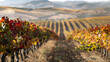 A photo of the vineyards of La Rioja, with rolling hills as the background, during harvest season