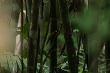 Wall Mural - Brown-crowned scimitar babbler (Pomatorhinus phayrei) at Namdapha National Park, Arunachal Pradesh, India