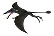 Dorygnathus Pterosaur Wings - Dorygnathus was a carnivorous Pterosaur that lived in the Jurassic Era of Europe.