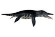 Liopleurodon Sea Reptile - Liopleurodon was a carnivorous marine plesiosaur that lived in the Jurassic seas of Europe and Canada.