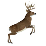 Fototapeta Konie - Whitetail Buck Jumping - The herbivorous White-tailed deer lives in North and South America and is an abundant species.