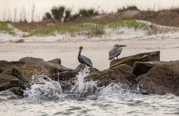 Two brown pelicans perched on the rocks at the St. Augustine inlet 