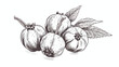 Cubeb pepper. Handdrawn sketch of the fruit of dry