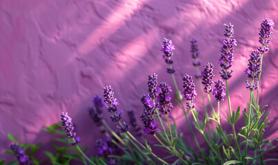  Close up of lavender flowers against purple textured wall with sunlight shadows on it. Freshness and aroma concept banner.