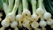 A Unique Twist: Selective Breeding for Sweetness in Garlic