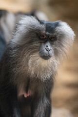 Sticker - Macaque lion female with nipples.