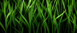 A cluster of fresh, green grass shoots reaching up towards the sunlight, creating a vibrant and dynamic scene in nature. Pattern grass background from nature suitable for graphic design