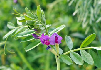 Wall Mural - Vetch sowing (Vicia sativa) grows in the field