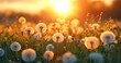 The Tranquil Scene of a Dandelion Illuminated by Sunset in a Springtime Meadow