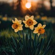 Two daffodils facing each other infield high quality ai generated image