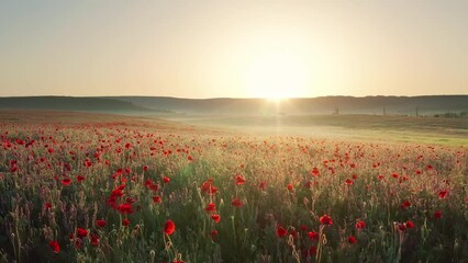 Wall Mural - Spring poppies flowers in meadow. Beautiful nature video landscapes.