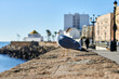 Seagull in the city of Cadiz