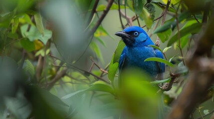 Poster - A Madagascar Blue Vanga bird with vibrant blue feathers is perched on top of a tree branch. The bird is seen sitting still in its natural habitat.