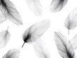 set of eleven light grey feathers isolated on white