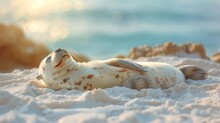  Seal Lounging On Sandy Beach, Bathed In Sunlight Behind Its Back, With Its Head Above The Sand