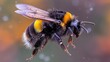  close-up of bee with water droplets on back legs, yellow and black striped chest