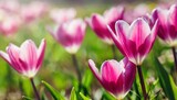 Fototapeta Tulipany - spring flowers on blurred background postcard banner