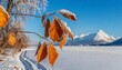 orange brown withered leaves in frost on the branches of a tree against the background of the blue neva on a clear day