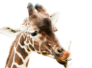 Wall Mural - giraffe eating a stick headshot on transparent background clip art isolated on white