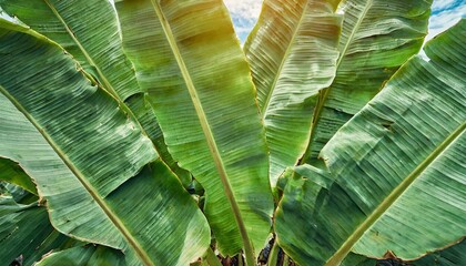 Wall Mural - tropical banana leaf texture background