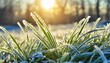 frozen morning grass bright sunny natural background