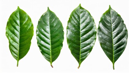 Wall Mural - set of green coffee leaf isolated on white background