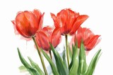 Fototapeta Tulipany - Tulip flowers painted in watercolor