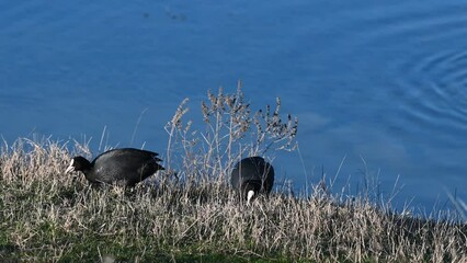 Wall Mural - Eurasian Coot Fulica atra. Two young birds are feeding on the shore of the lake.