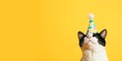 Black and white cat wearing a birthday hat isolated on a yellow background with copy space, horizontal banner or card, happy birthday concept 