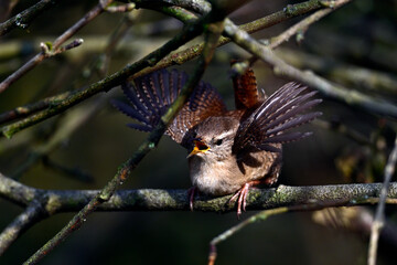 Wall Mural - singing Wren // singender Zaunkönig  (Troglodytes troglodytes)