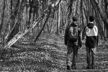 Father And Adolescent Son (unrecognizable; Back View) Walking In Forest Covered  With Wild Wood Anemone Flowers (Anemonoides Nemorosa). Ile-de-France, France. Spring Nature Travel. Black White Photo