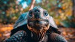  A tortoise up-close on the ground amidst trees and fallen leaves