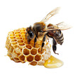 © Uday - Bee and Honeycomb on white background,png