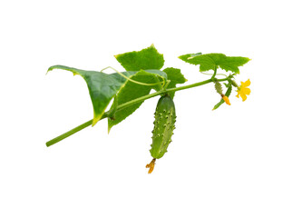 Wall Mural - Cucumber plant. Cucumber with leafs and flowers isolated on white.