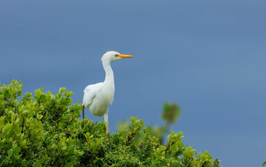 Poster - snowy egret walking on green bush