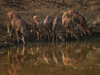 Wall Mural - Chital or cheetal - Axis axis also Spotted deer, native to the Indian subcontinent, herd drink water from water dam in the indian jungle, mirror reflection picture in the water