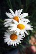 white daisy in a garden