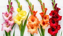 Collection Gladiolus Flowers Isolated On White Background Yellow Red Pink Orange Green Flat Lay Top View
