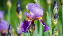 Purple Bearded Iris Flower In Bloom