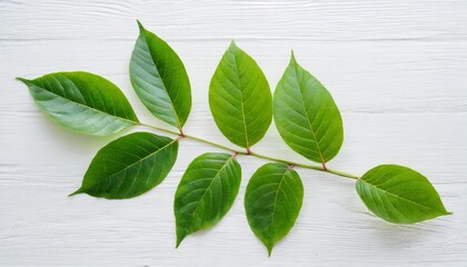 Wall Mural - green leaves on white background