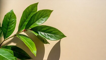 Wall Mural - plant leaf shadows on beige wall background for product advertisement banner with copy space