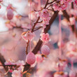 cherry tree with flowers and easter eggs