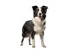 Black and white border collie stand, isolated on white, transparent background. Portret of purebred dog, australian shepherd, pet. 