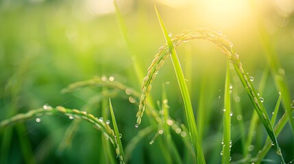 Selective focus on ear of rice. Green paddy field. Rice plantation. Organic rice farm in Asia. Rice price in the world market concept. Beautiful nature of farm land. Paddy field. Plant cultivation.