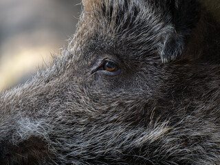 Poster - wild boar eye broken background