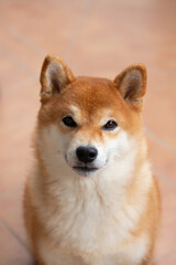 Wall Mural - Close-up portrait of red shiba inu